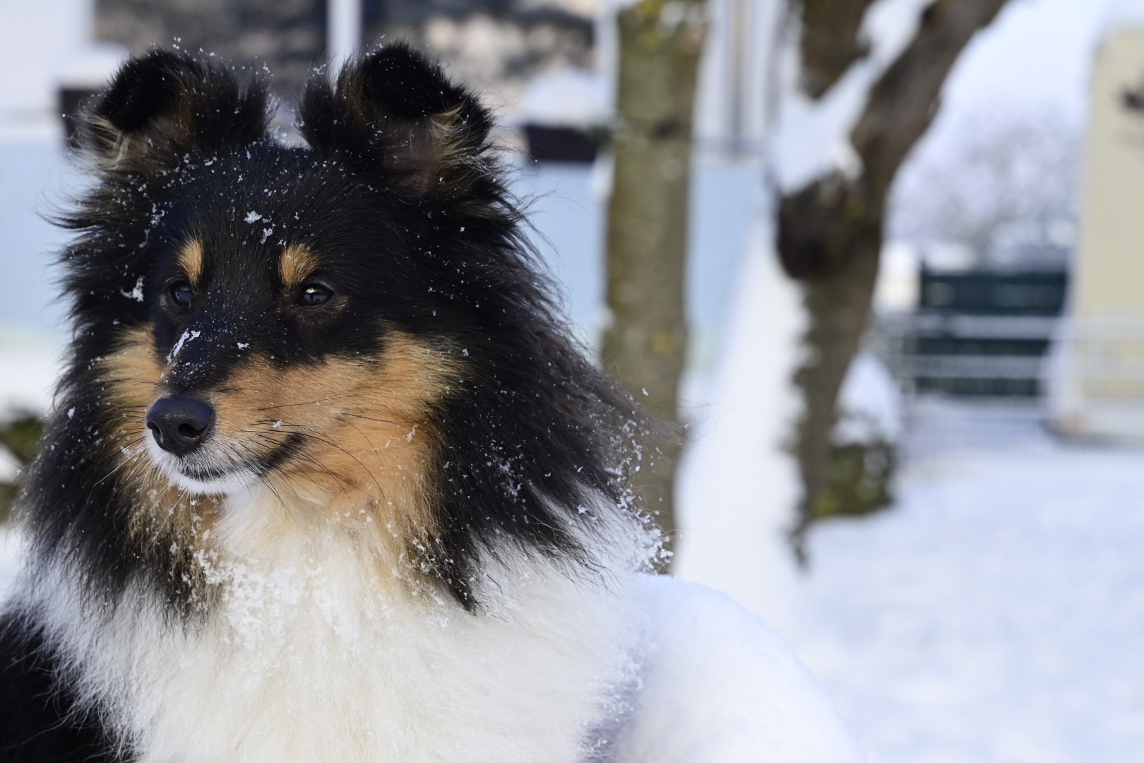 Jana im Schnee