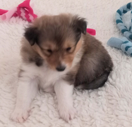 500 Belle Marie Louise 20260419 135527 Katrin Hepp R